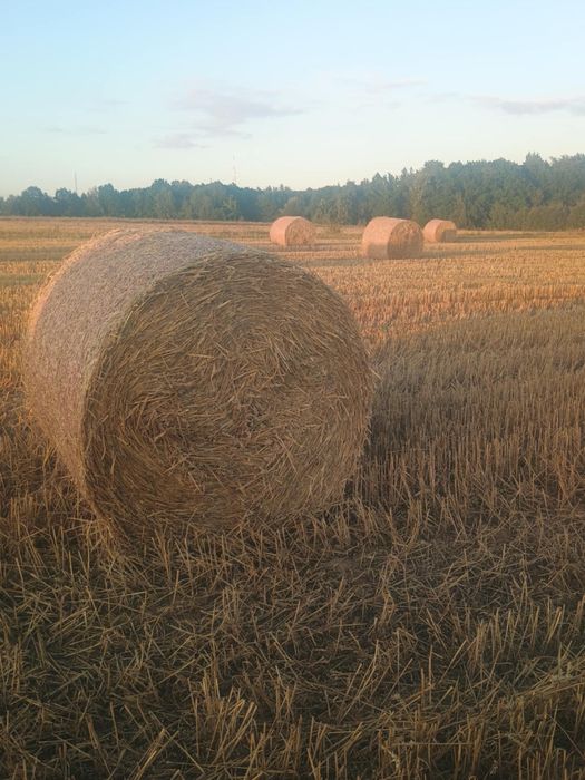 Siano, sianokiszonka i słoma