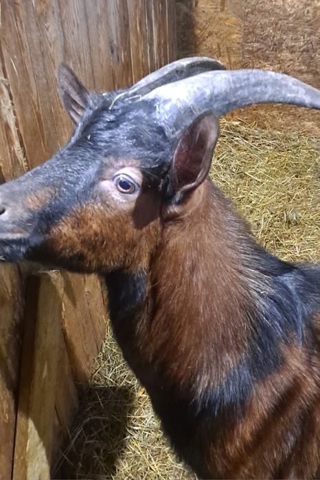 Koziołek kozioł cap krycie Alpejski