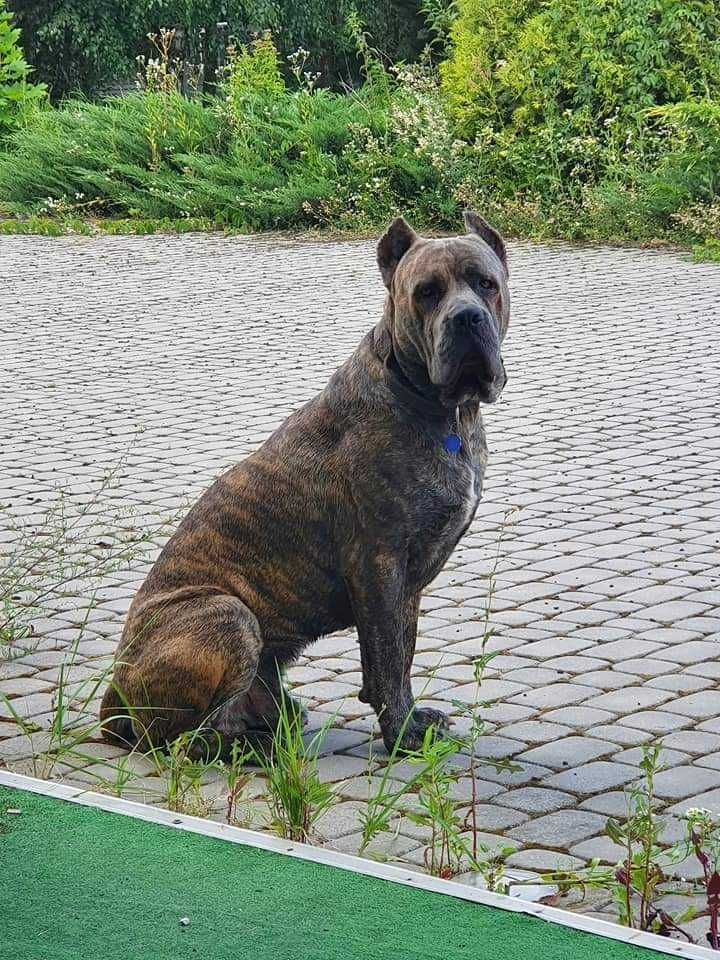 Cane Corso Italiano suczka i piesek  Po Pięknych Rodzicach