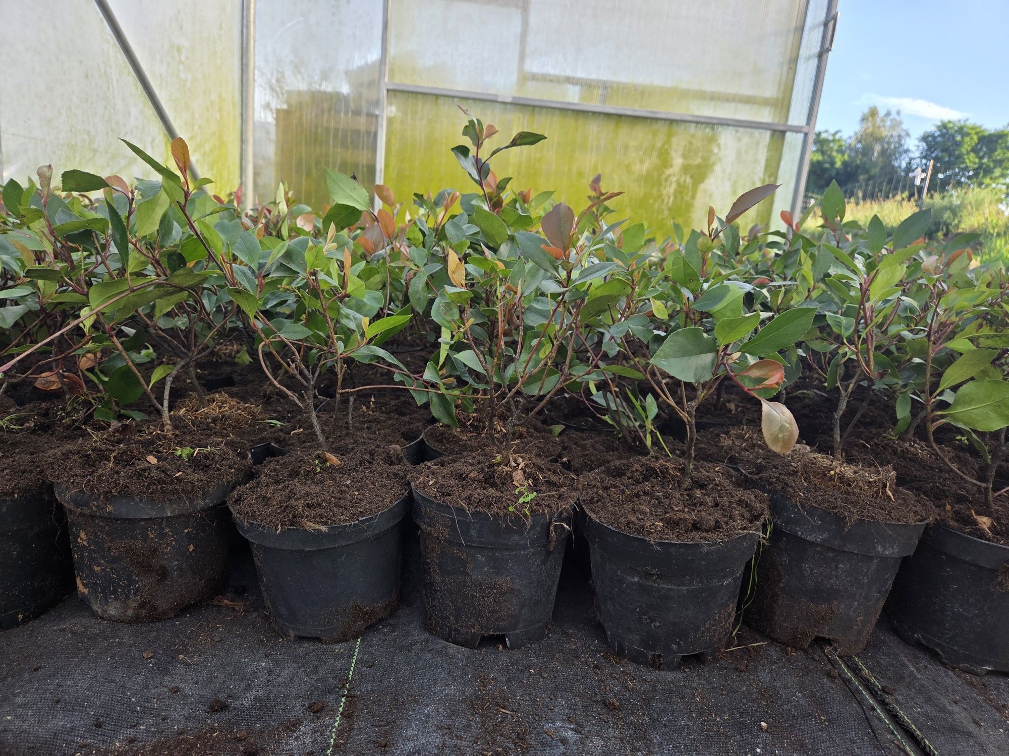 Głogowbik Photinia Redrobin 80cm donicach C5