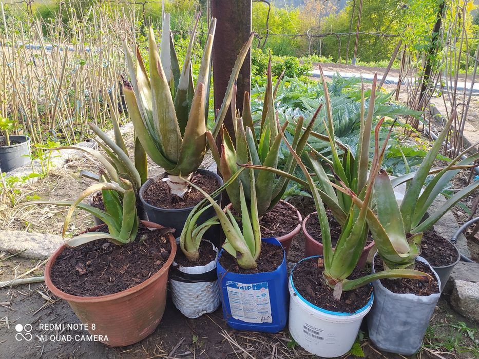 Planta Aloe vera