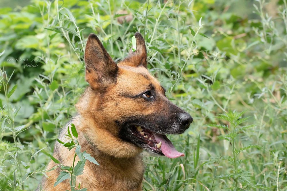 Пальма в пошуках родини