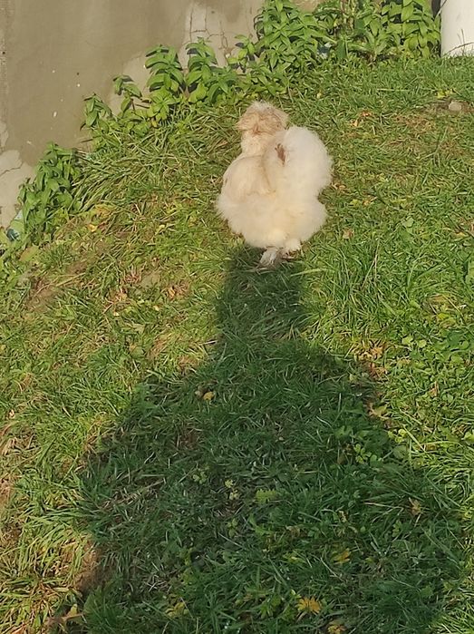 Silki USA 7-miesięczne