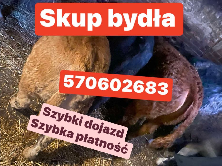 Byki krowy jałówki