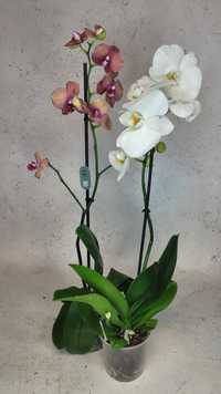 Уцінка Орхидея орхідеї орхидеи орхидея Фаленопсис