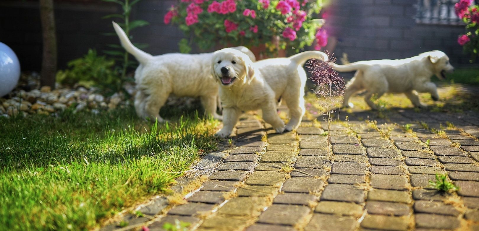 Golden retriever szczenięta ZKwP FCI