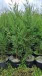 Cedros/Leylandii