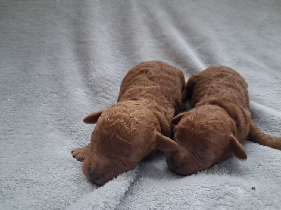 Pudel miniaturowy połowy piesek