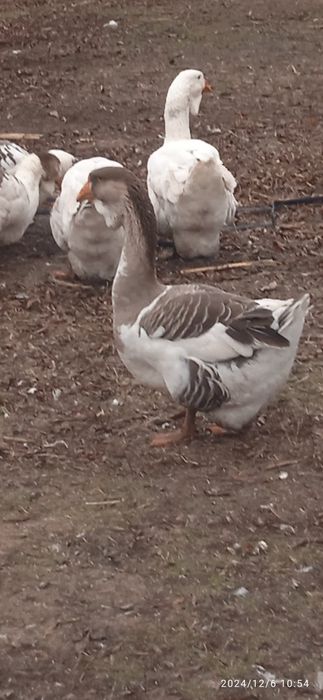 Гуси холмогори . Молоді 2024 рік.