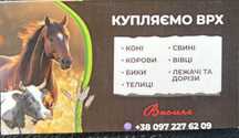 Купляю корови коні на мясо і на ферму