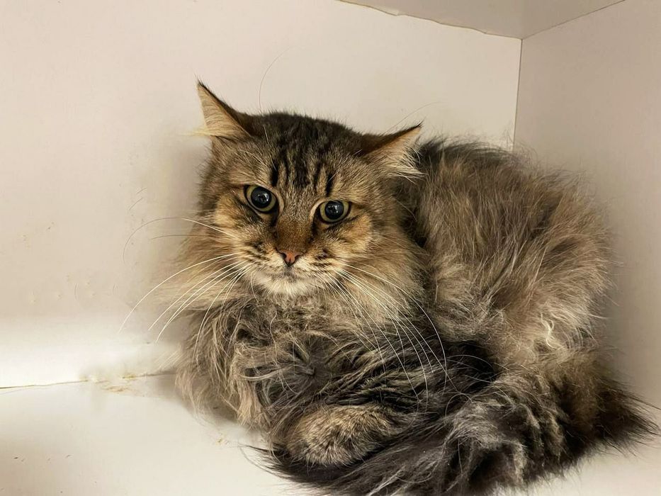 Врятована з Покровську котодитинка, кішечка Шанель, кішка 1,5 р.