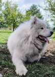 Samiec Samoyed 2 lata