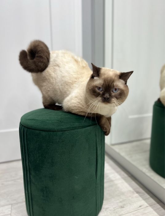 Koteczka czekoladowy point zwisłoucha