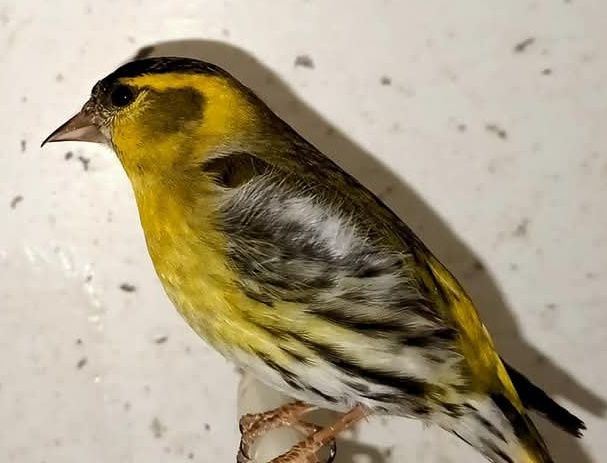 Vendo  casais de canários ou troco