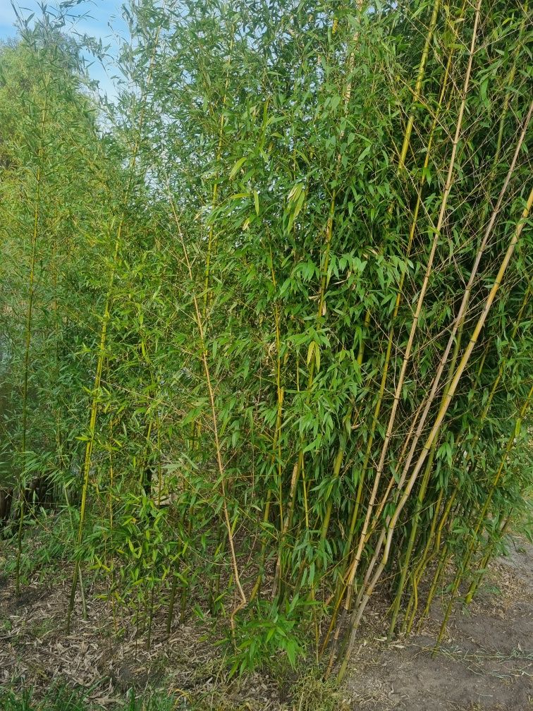 Sadzonki bambus zimozielony
