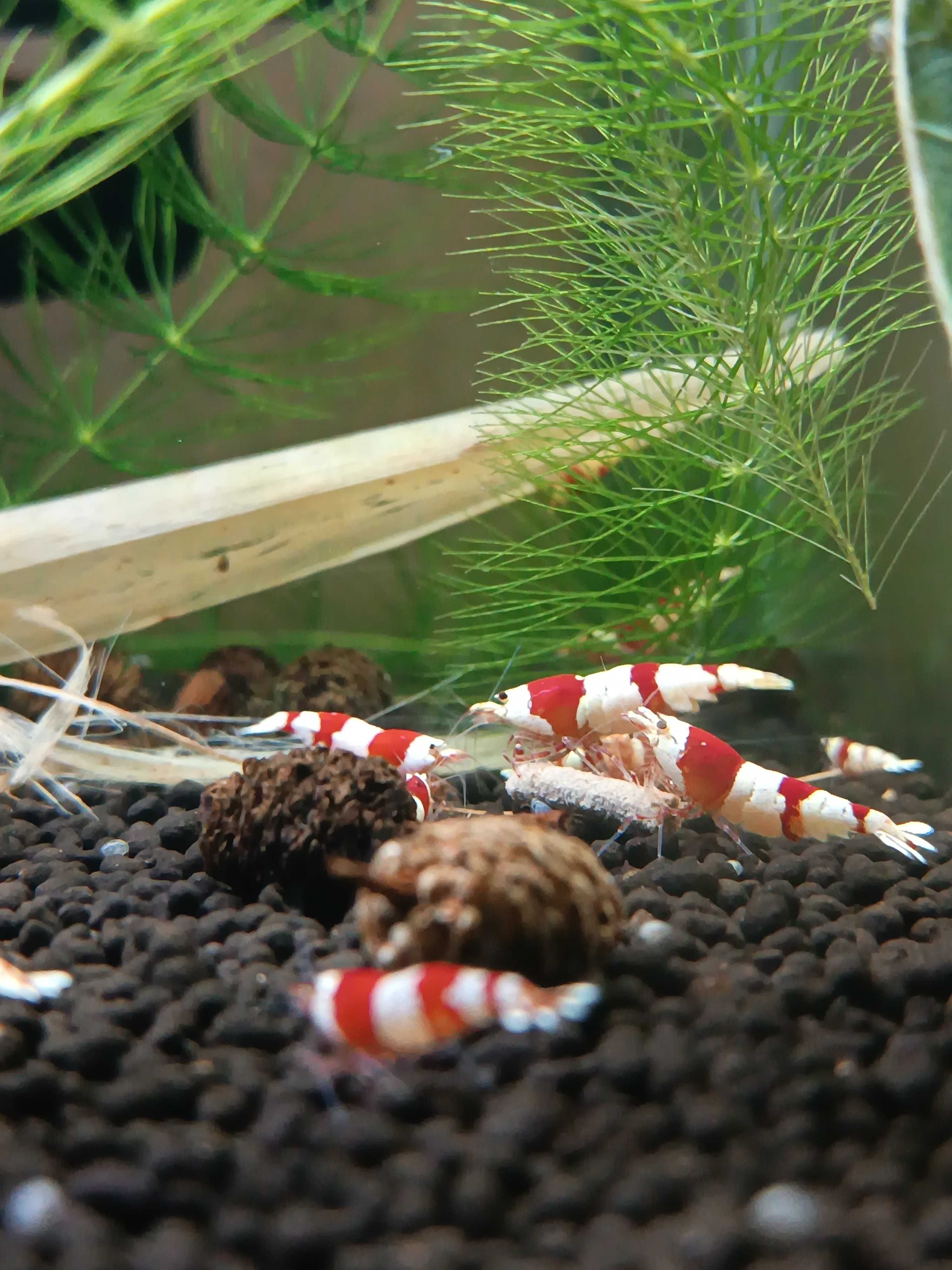 Krewetki Caridina Crystal Red PRL