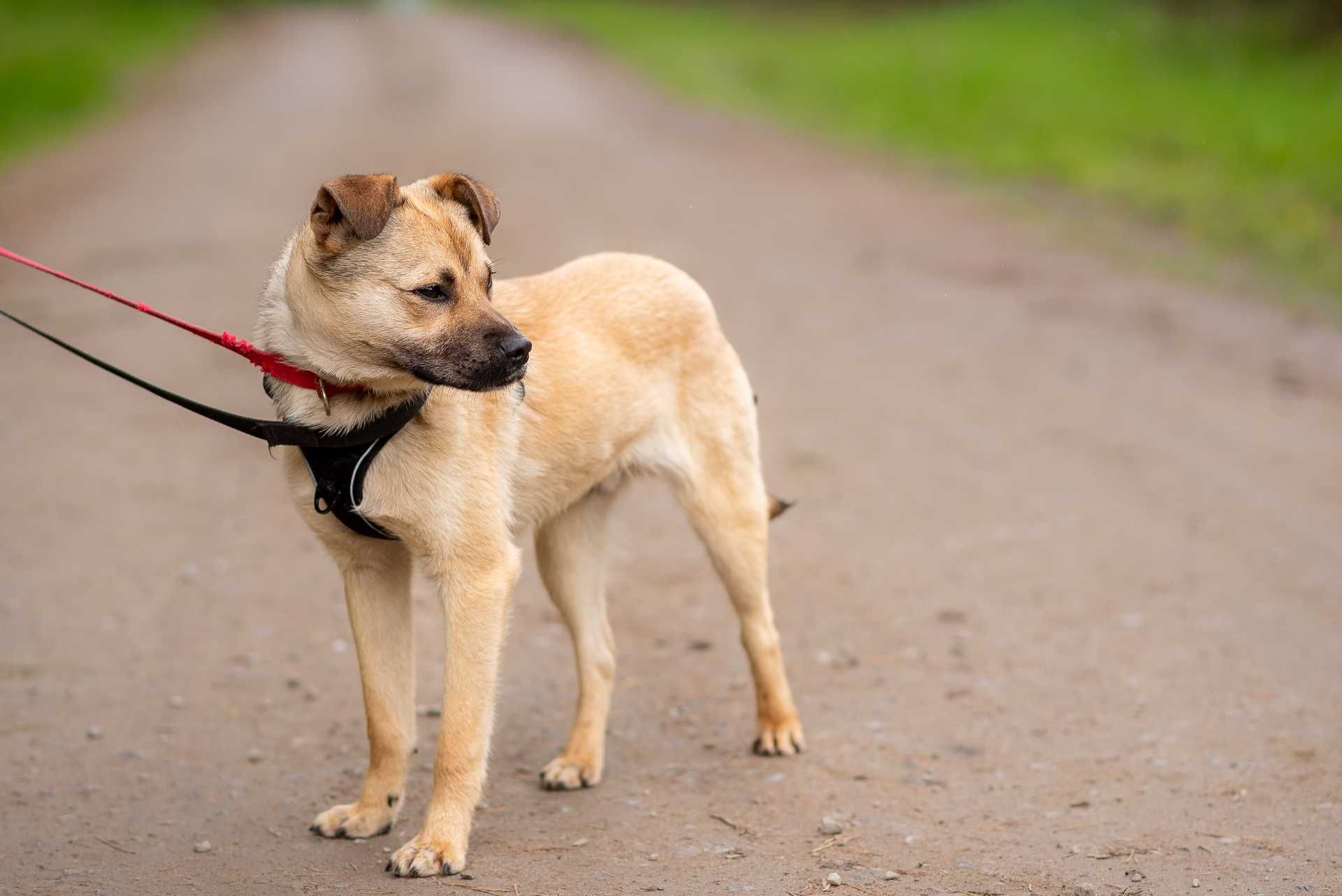 ELNIS - fajny i młodziutki psi chłopaczek do adopcji