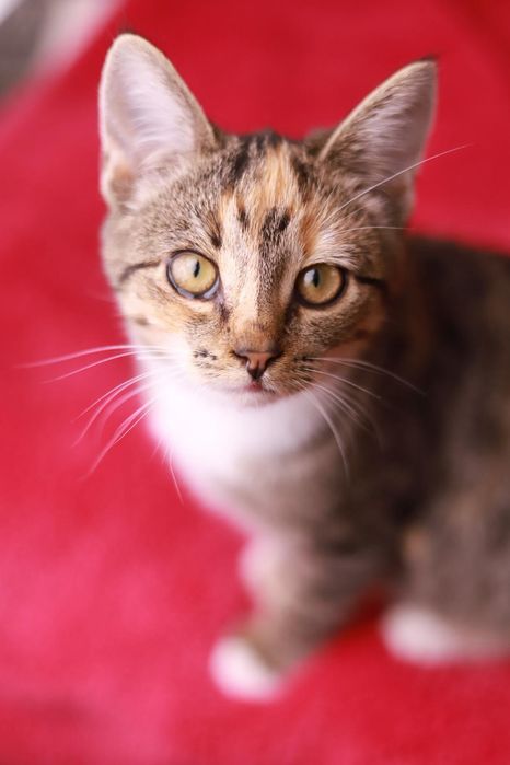 Lili - niesamowita kotka tricolor czeka na adopcję