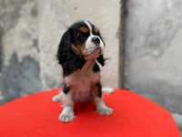 Cavalier King Charles Spaniel piesek ZKwP FCI