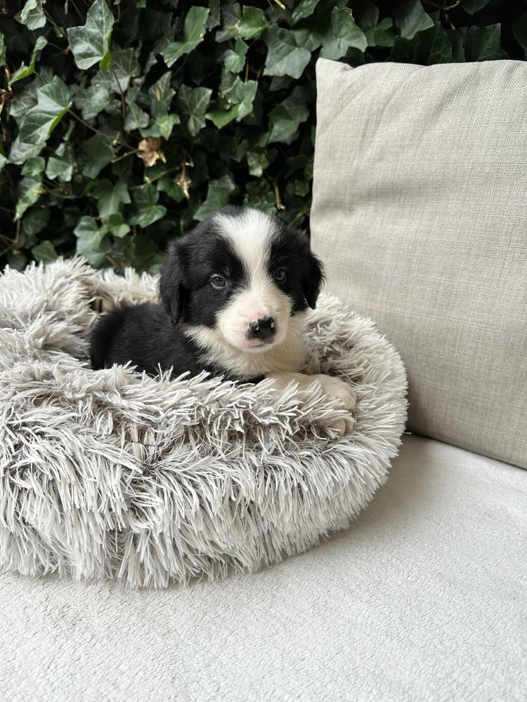 Chłopiec Border Collie