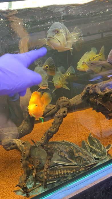 Megalodoras 2 animais