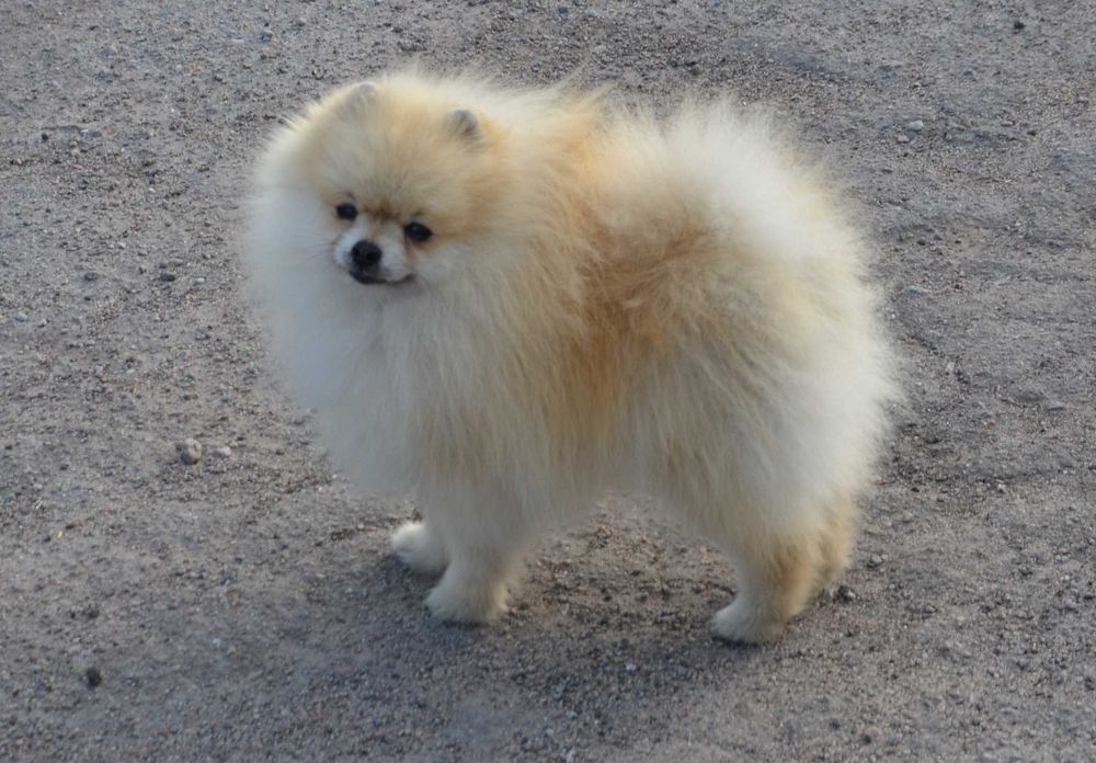 Мальчик очень ласковый шпиц.