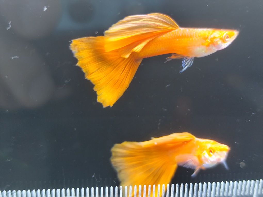 Guppys  Full Red Albinos