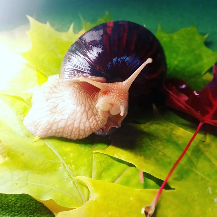 Равлики імакулята!