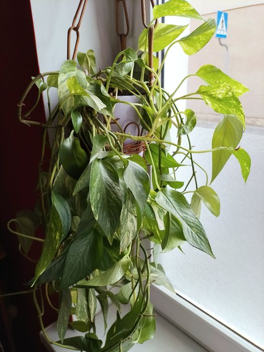 Epipremnum wiszące
