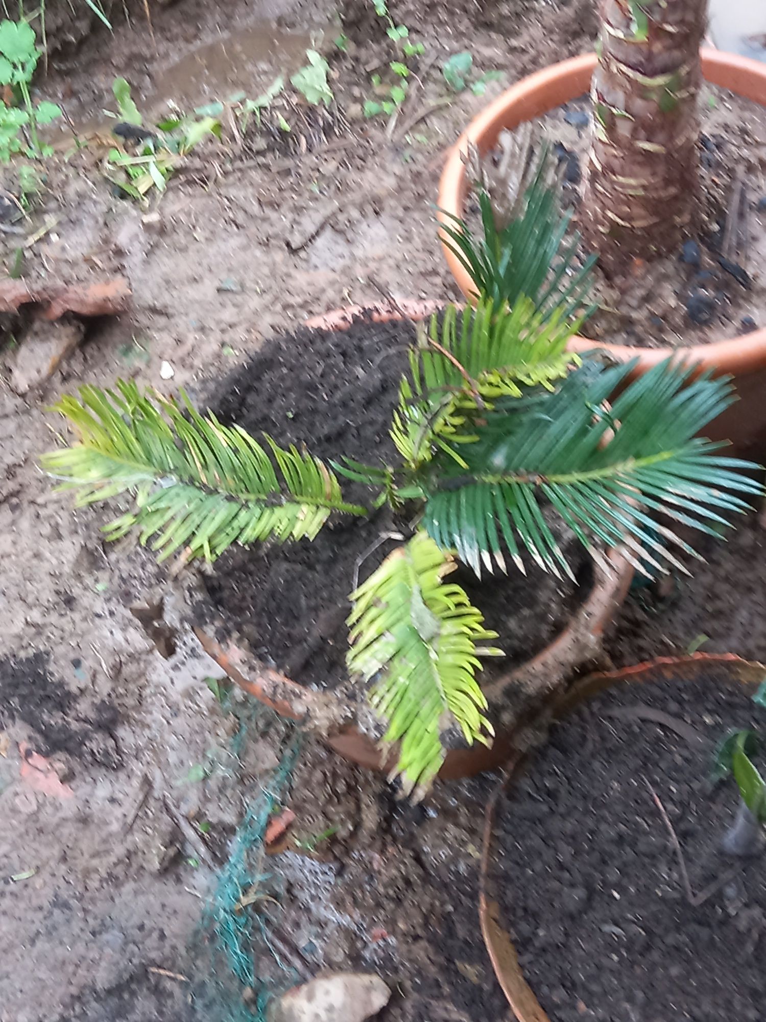 Plantas jardim Sicas , yucas e cedro japones varios tamanhos