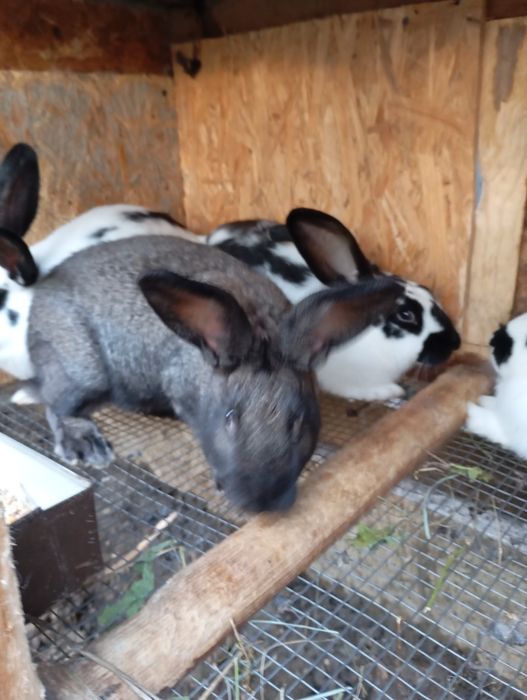 Кролики . Каліфорнія , термонці , полтавське  срібло . Різного віку ,.