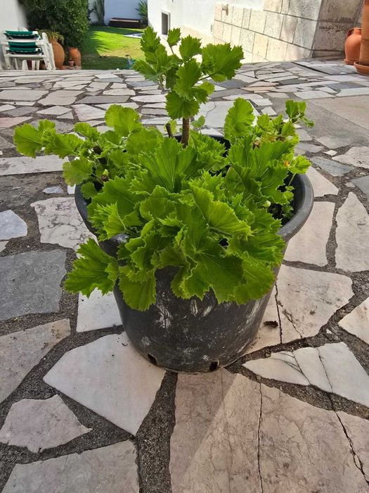 Plantas: Citronela, Catos, Aloe Vera, Sardinheiras