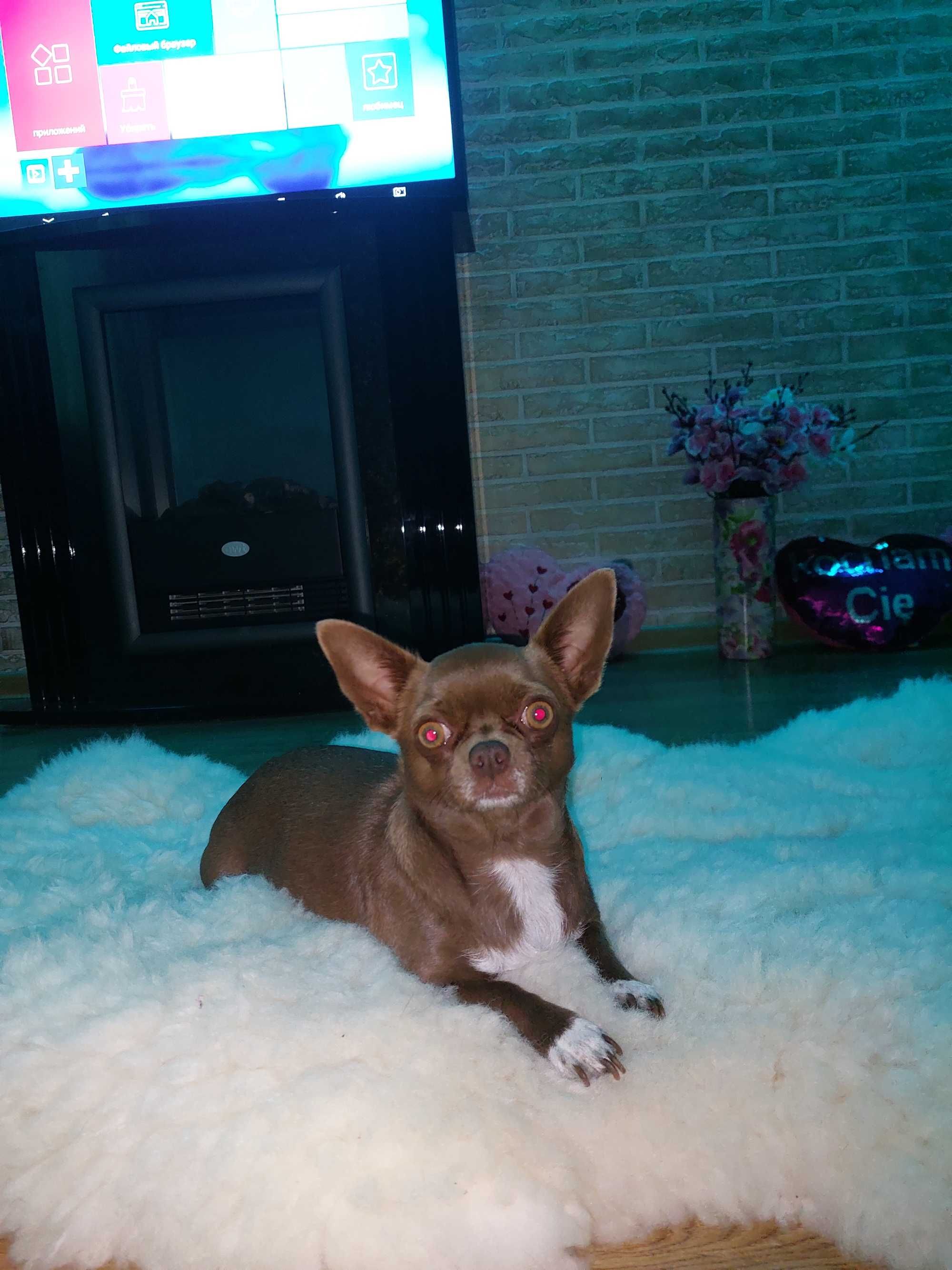 Miniaturowa czekoladowa mini xxxs dziewczynka chihuahua Tiffany!