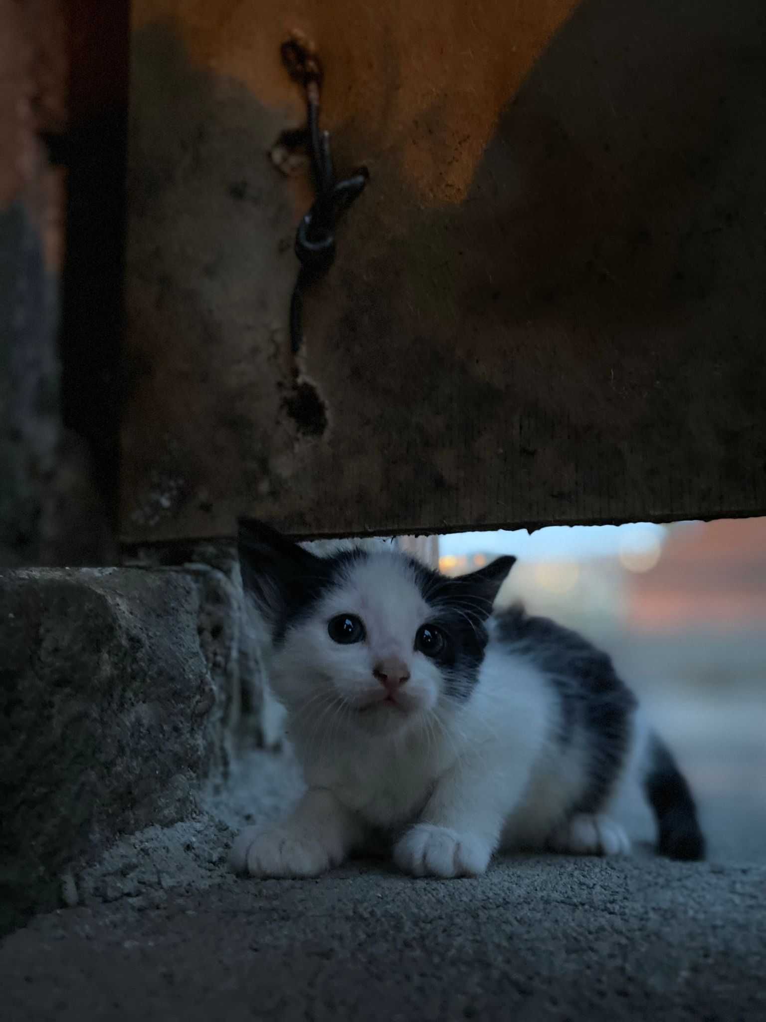 Gatinhos para Adoção (2 meses)