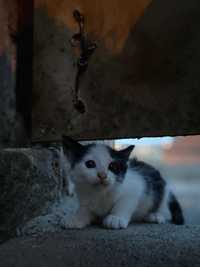 Gatinhos para Adoção (2 meses)