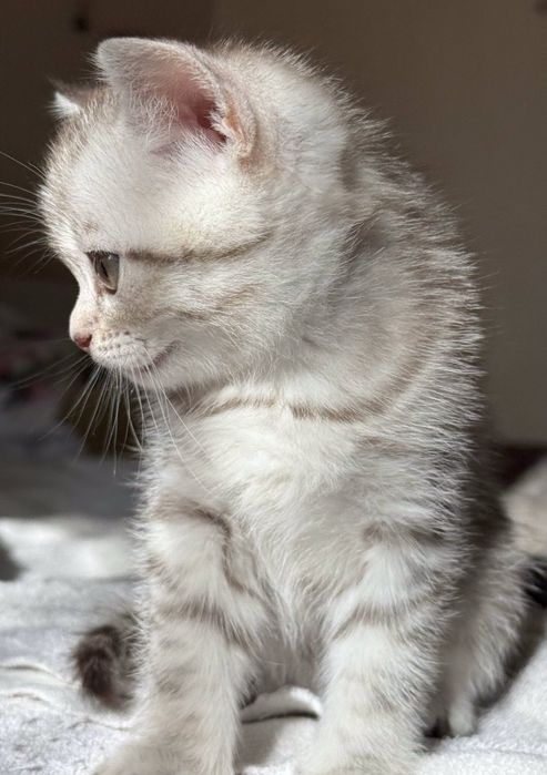 Шотландське кошеня .