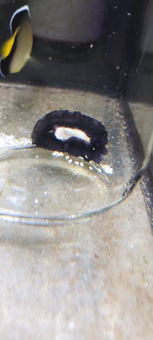 Akwarium Morskie Ślimak 5cm Scutus unguis na glony, Rzadki