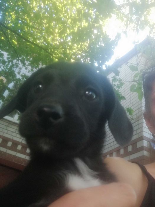 Вiддам в добрi руки песика