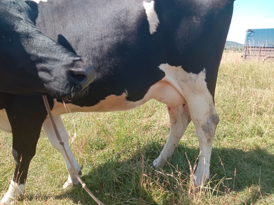 Продам молоду корову