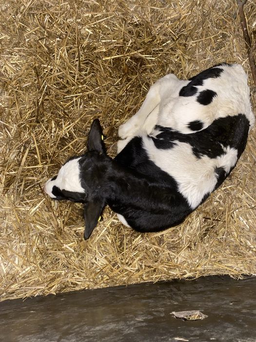 Cielaki byczki hf byki