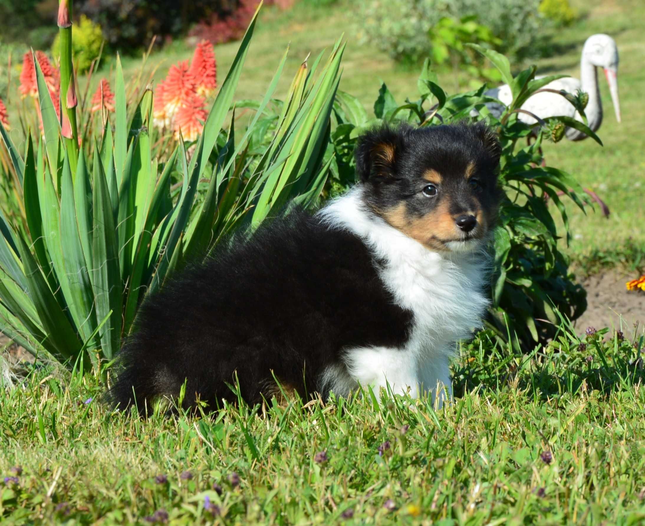 Owczarek Szetlandzki Sheltie piesek trikolor ZKwP/FCI