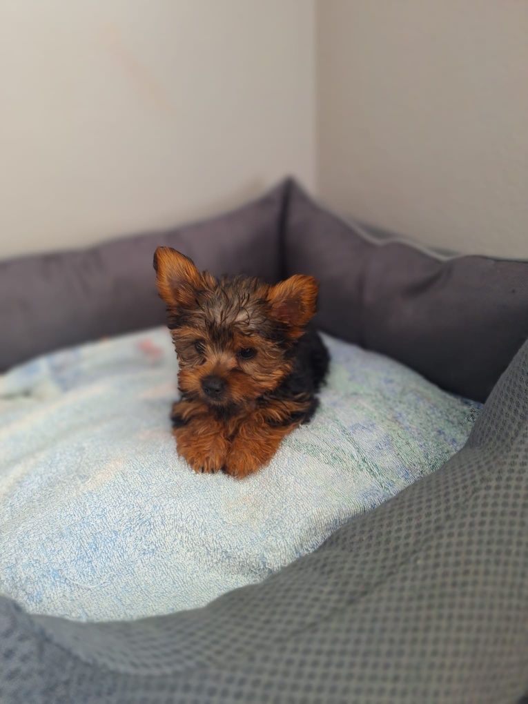 Yorkshire  terrier  fêmea