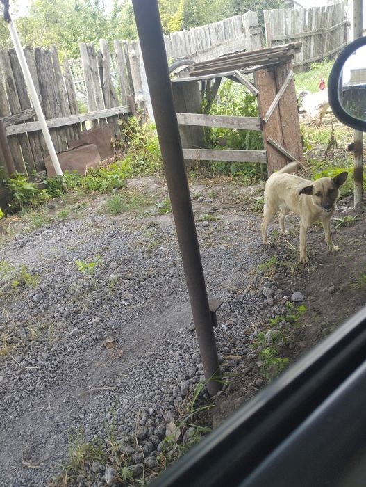 Віддам в добрі руки собаку