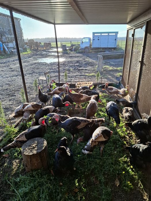 Indyki kolorowe 2025 r