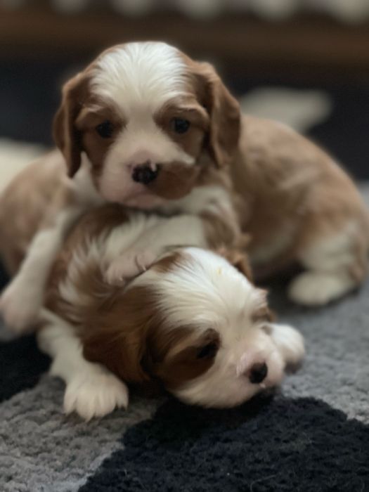 кинг-чарльз-спаниель