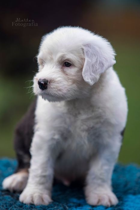 Owczarek staroangielski Bobtail Piesek 2 - aktualizacja danych