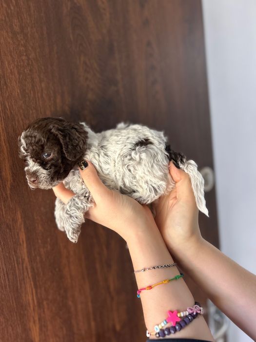 Lagotto Romagnolo chłopiec