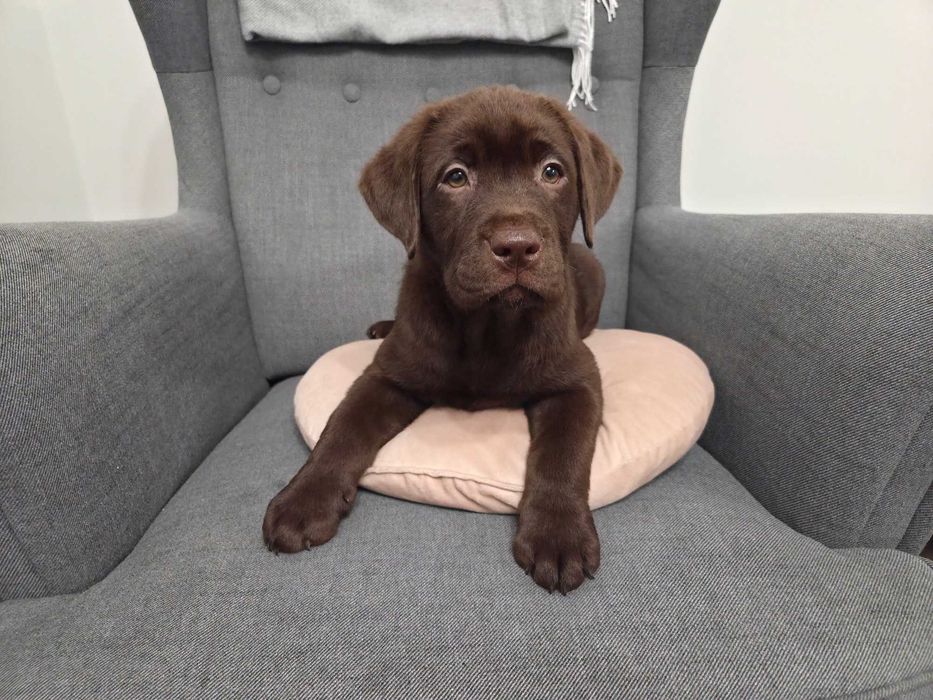 Labrador Retriever - ZKwP (FCI) - Czekoladowa suczka