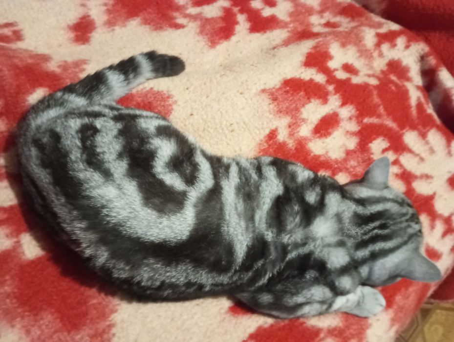 Вязка шотландський кот