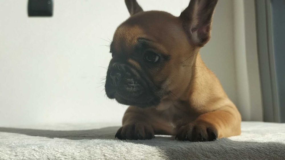 Bulldog Francês Fêmea com LOP e Afixo